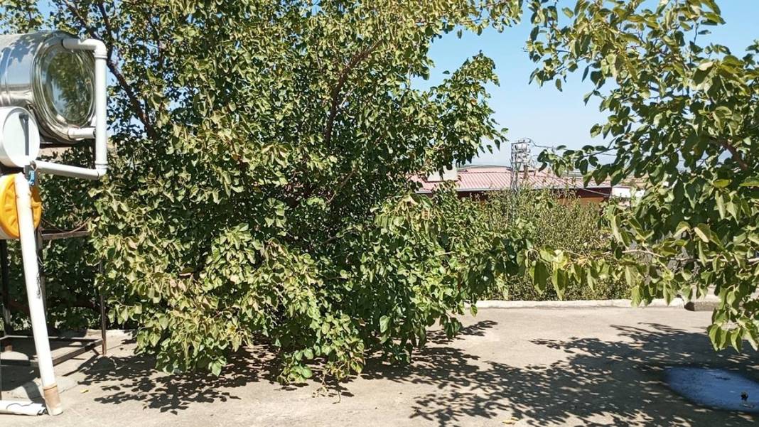 Ev inşaatında 45 yıllık dut ağacını kesmemek için bu yöntemi buldu! Aile yadigarını böyle korudu 1